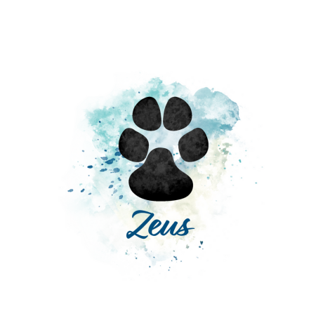 🐾 In Loving Memory 🕊️ 🌈 Zeus 🌈