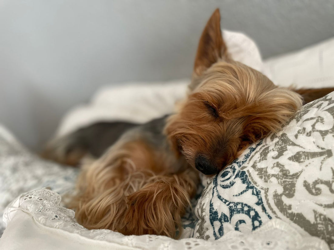 How to Cope with the Loss of a Pet